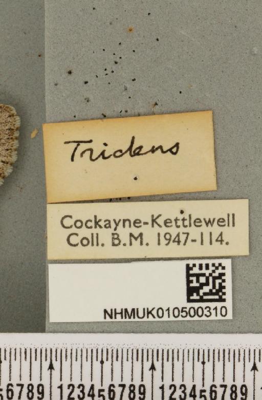 Acronicta tridens (Denis & Schiffermüller, 1775) - NHMUK_010500310_a_label_559390