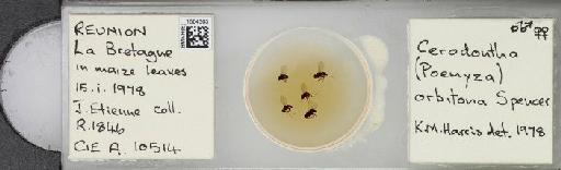Cerodontha (Poemyza) orbitona (Spencer, 1960) - BMNHE_1504303_59457