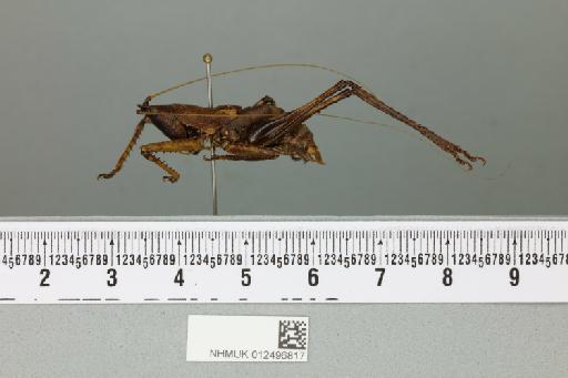 Peracca conspicuithorax Griffini, 1897 - 012496817_reverse