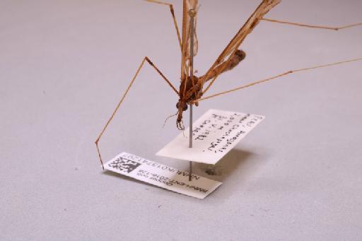 Tipulidae Latreille, 1802 - 013741297_additional_3