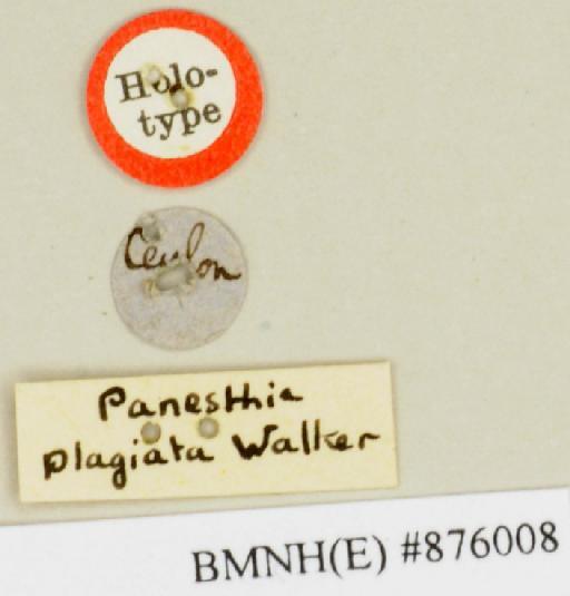 Panesthia plagiata Walker, 1859 - Panesthia plagiata Walker, F, 1859, female, holotype, labels. Photographer: Edward Baker. BMNH(E)#876008