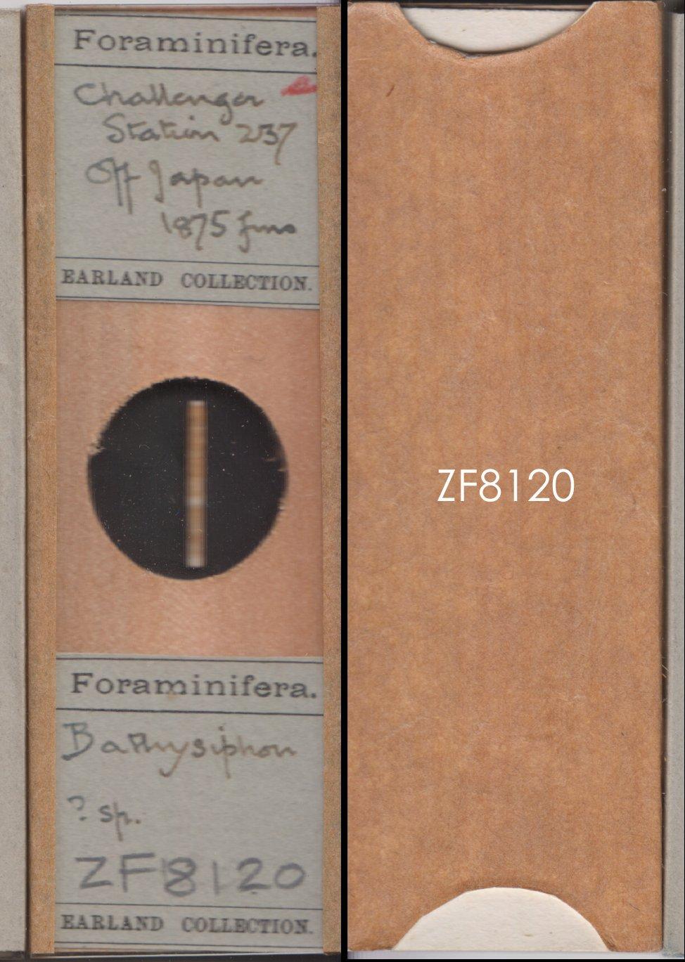 To NHMUK collection (Bathysiphon Sars, 1872; NHMUK:ecatalogue:9055642)