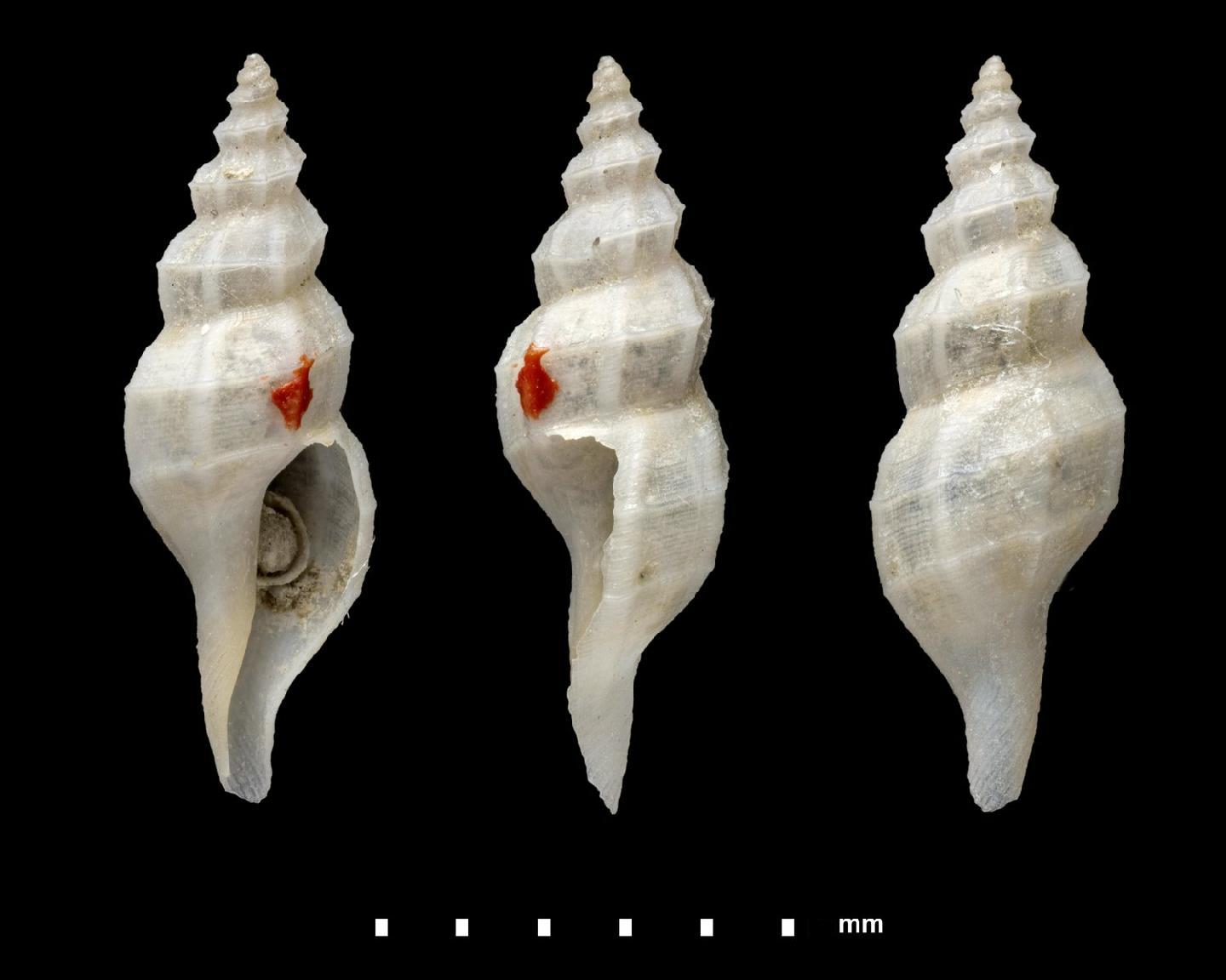 To NHMUK collection (Mangilia tetartemoris Melvill, 1910; SYNTYPES; NHMUK:ecatalogue:5547770)
