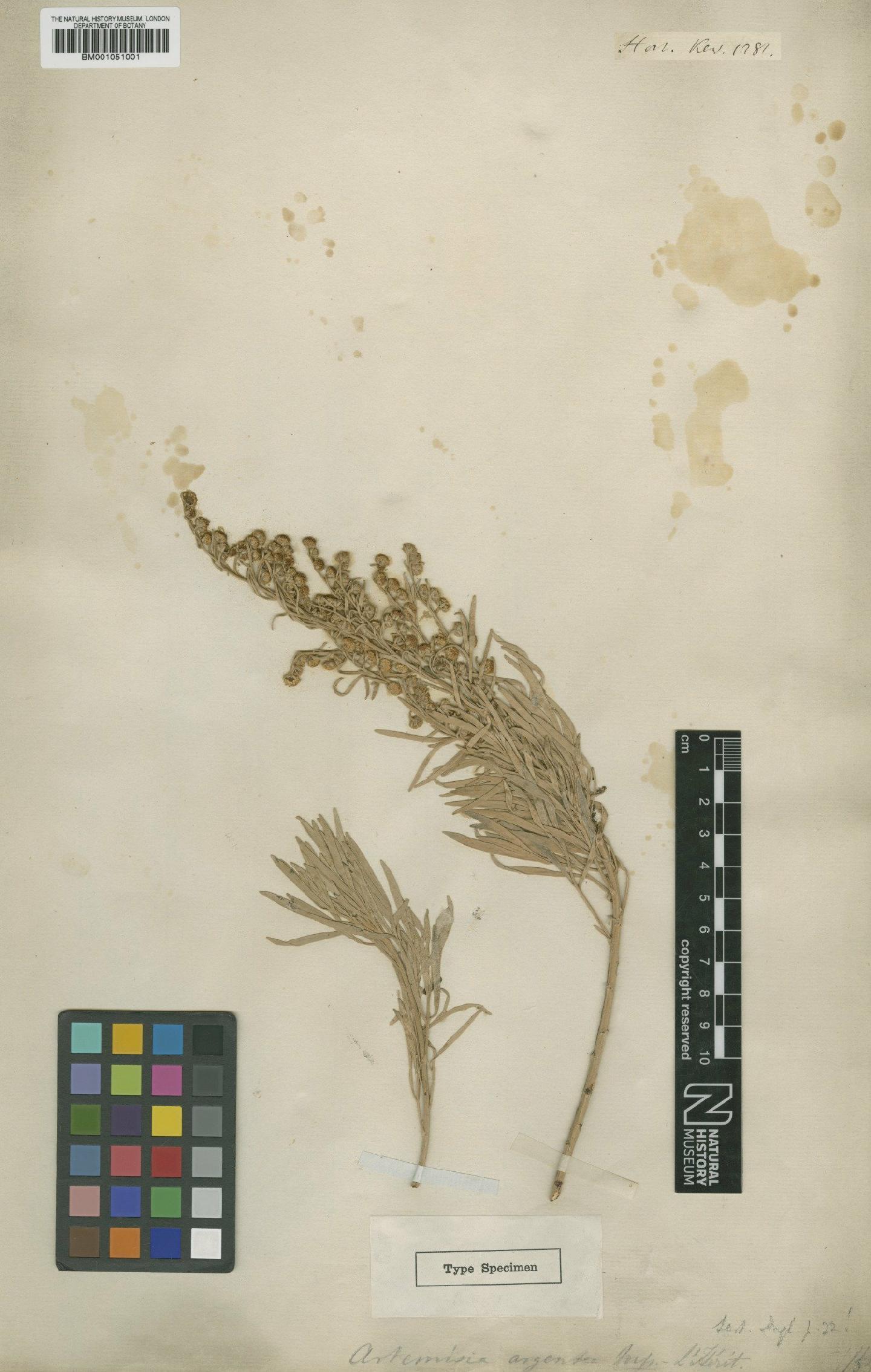 To NHMUK collection (Artemisia arborescens L.; Type; NHMUK:ecatalogue:2414376)