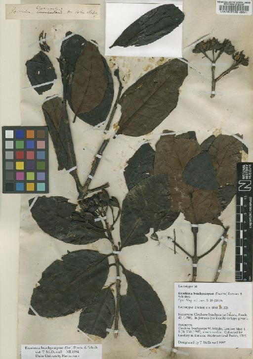 Exostema brachycarpum (Sw.) Roem. & Schult. - BM000028122