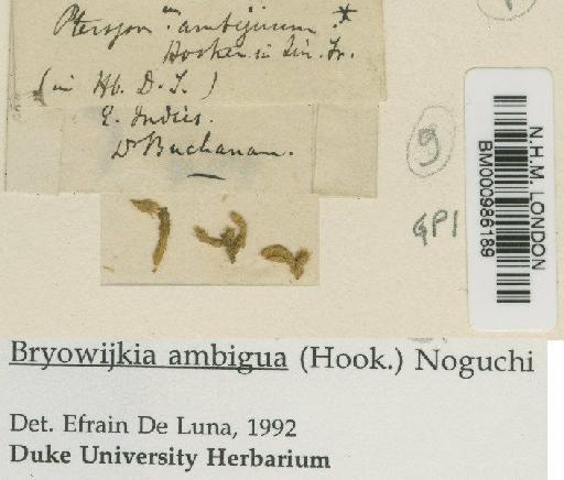 Cleistostoma ambiguum (Hook.) Brid. - BM000986189