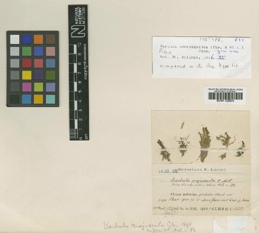 Barbula consanguinea (Thwaites & Mitt.) A.Jaeger - BM001006640