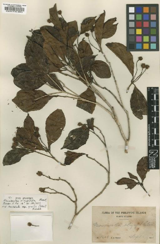 Neonauclea lanceolata subsp. gracilis (Vidal) Ridsdale - BM000540533