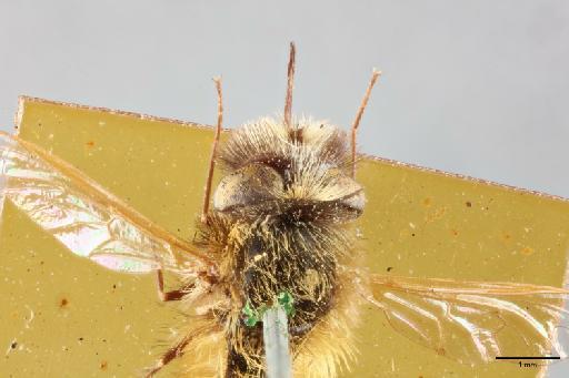 Corsomyza anceps Bezzi, 1921 - 013445805_dorsal_head