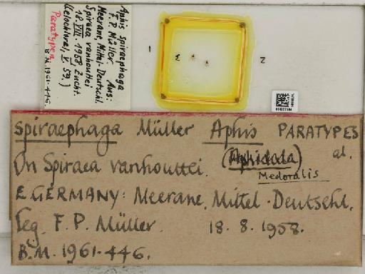 Aphis (Medoralis) spiraephaga Muller, 1961 - 014227594_112530_1093089_157717_Type