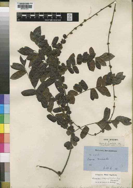 Rourea obliquifoliolata Gilg - BM000843674