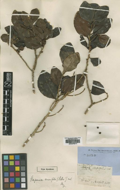 Rapanea crassifolia (R.Br.) Mez - BM000798672