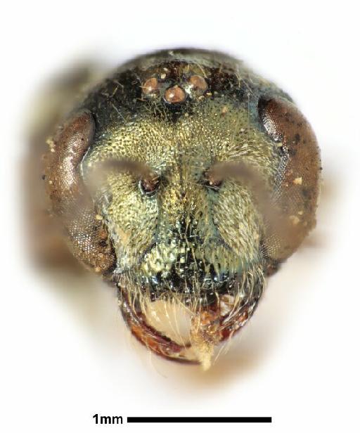 Augochlora briseis Smith, F., 1879 - Augochlora briseis type 17a1021 head anterior