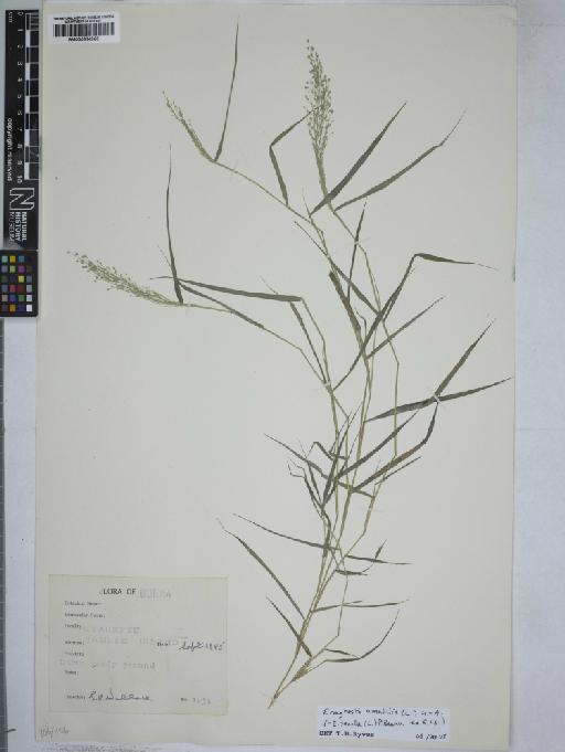 Poaceae Barnhart - 000914966