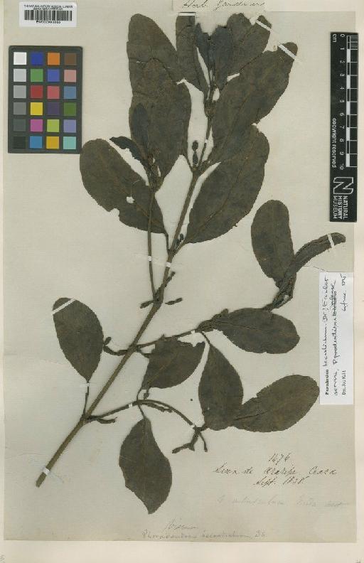 Phoradendron hexasticum (DC.) Griseb. - BM000993565