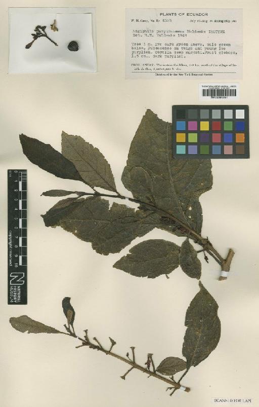 Aegiphila purpurascens Moldenke - BM000992801