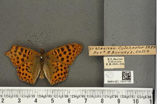 Issoria lathonia (Linnaeus, 1758) - BMNHE_1105728_17184