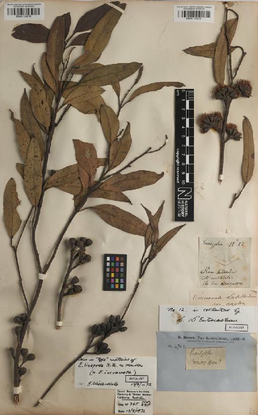 Eucalyptus incrassata Labill. - BM001124516