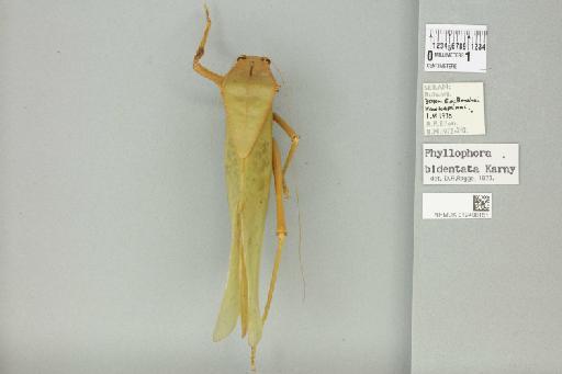 Phyllophora bidentata Karny, 1924 - 012498151_72354_86416