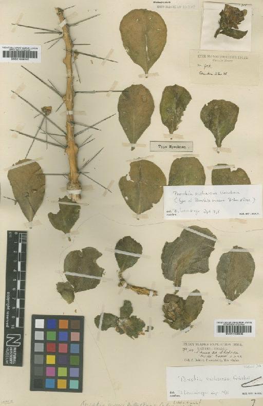 Pereskia sacharosa Griseb. - BM001008540