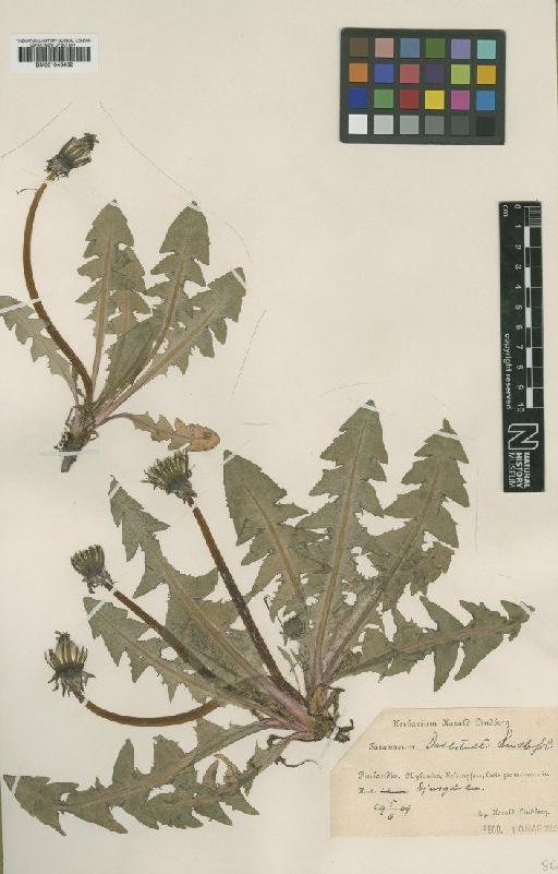 Taraxacum dahlstedtii Lindb - BM001043462
