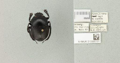 Paragymnopleurus striatus (Sharp, 1875) - 013386101_772453_984353