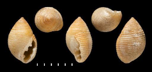 Plectotrema striata beta Pfeiffer, 1856 - 1968894, SYNTYPES, Plectotrema striata beta Pfeiffer, 1856