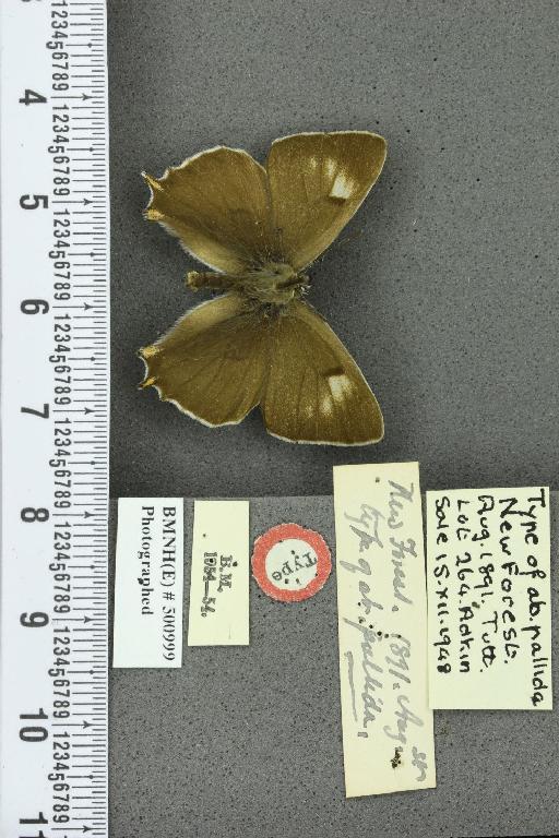 Thecla betulae ab. pallida Tutt, 1896 - BMNHE_500999_95280