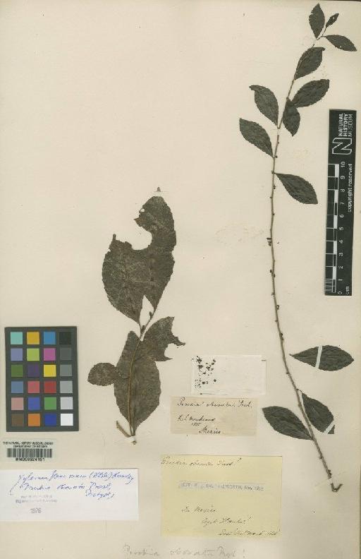 Xylosma flexuosa (Kunth) Hemsl. - BM000624151