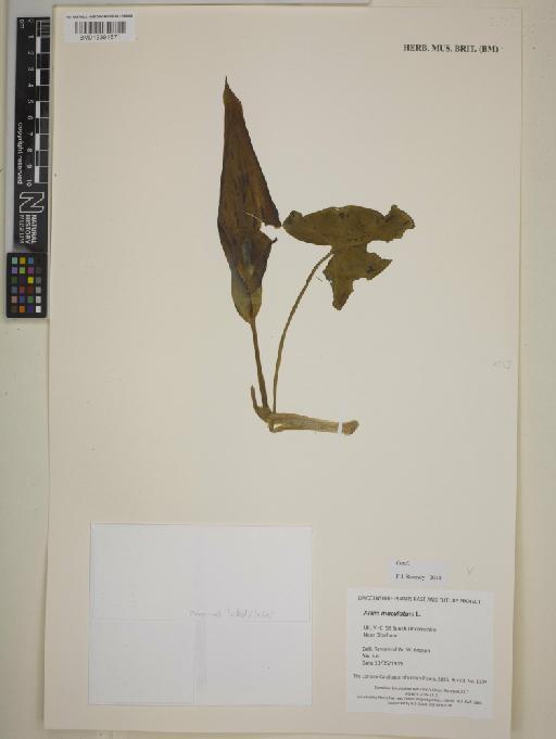 Arum maculatum L. - BM013391671