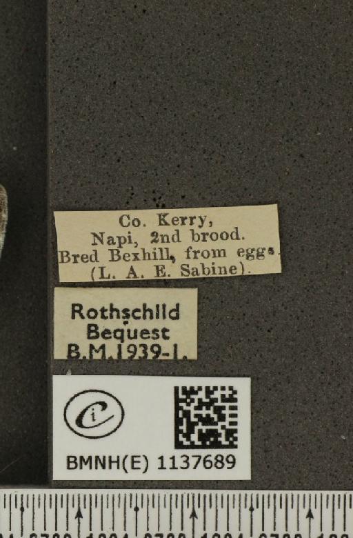 Pieris napi britannica Müller & Kautz, 1939 - BMNHE_1137689_label_90410