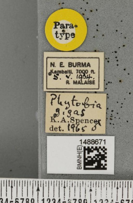 Phytobia gigas Spencer, 1966 - BMNHE_1488671_label_52518