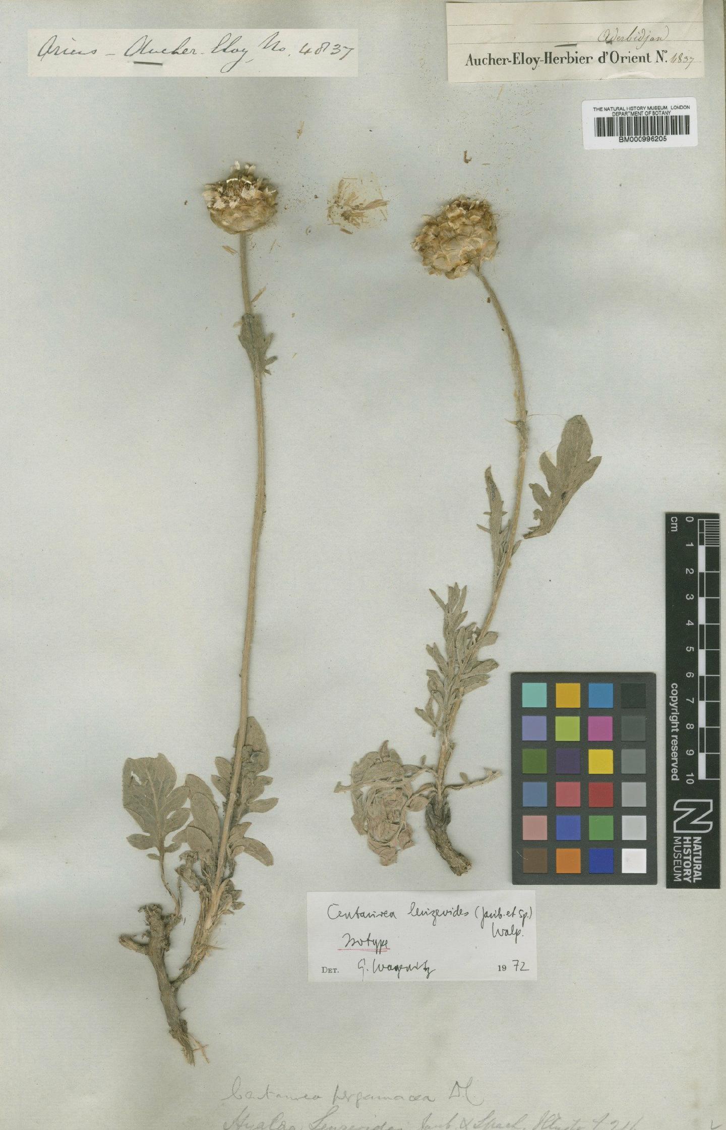 To NHMUK collection (Centaurea leuzeoides Walp.; Isotype; NHMUK:ecatalogue:480132)