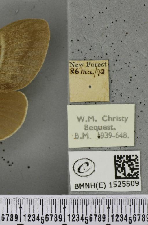 Macrothylacia rubi (Linnaeus, 1758) - BMNHE_1525509_label_196140
