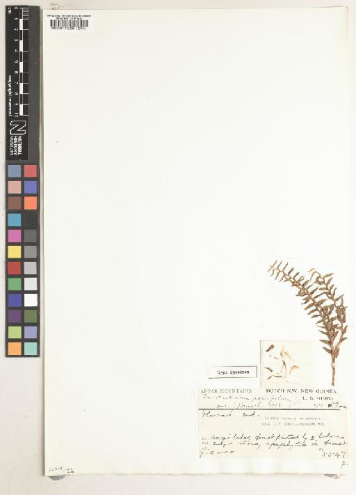 Dendrobium parvifolium J.J.Sm. - BM000017525