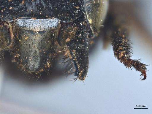 Megachile atratiformis Meade-Waldo, 1914 - 013379843_ NHMUK-Megachile_ atratiformis-type-female_3