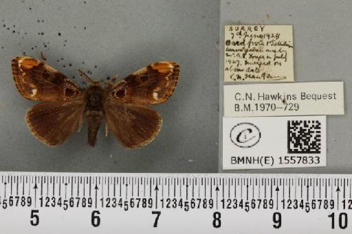 Orgyia recens (Hübner, 1819) - BMNHE_1557833_256999