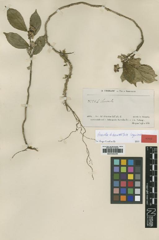 Sonerila tuberculifera Cogn. - BM000884958