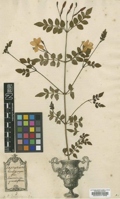 Jasminum officinale L. - BM000557519