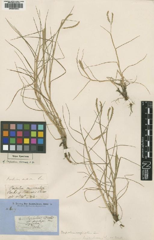 Paspalum vaginatum Sw. - BM000795664