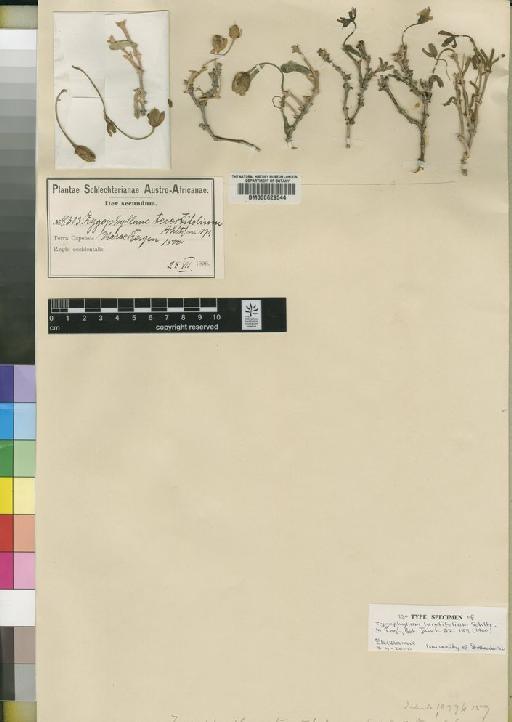 Zygophyllum teretifolium Schltr. - BM000629544