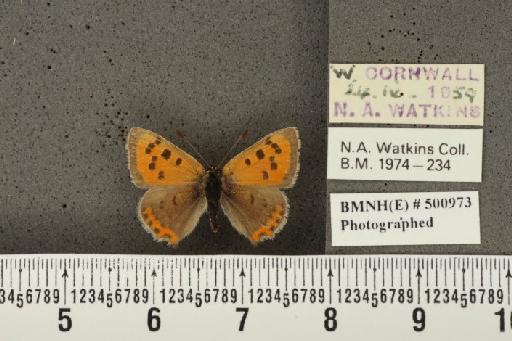 Lycaena phlaeas eleus ab. minor Tutt, 1906 - BMNHE_500973_109220