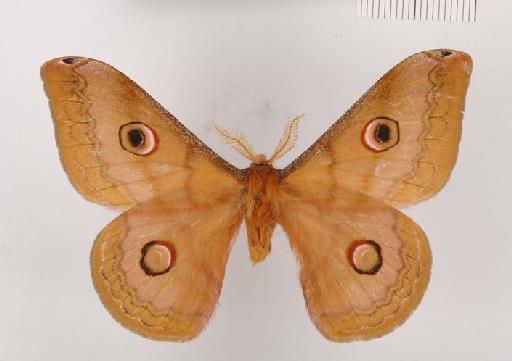 Caligula heinrichi (Lemaire, 1976) - Caligula heinrichi 982871 dorsal