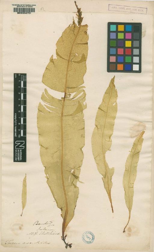 Alaria esculenta (L.) Grev. - BM000640721