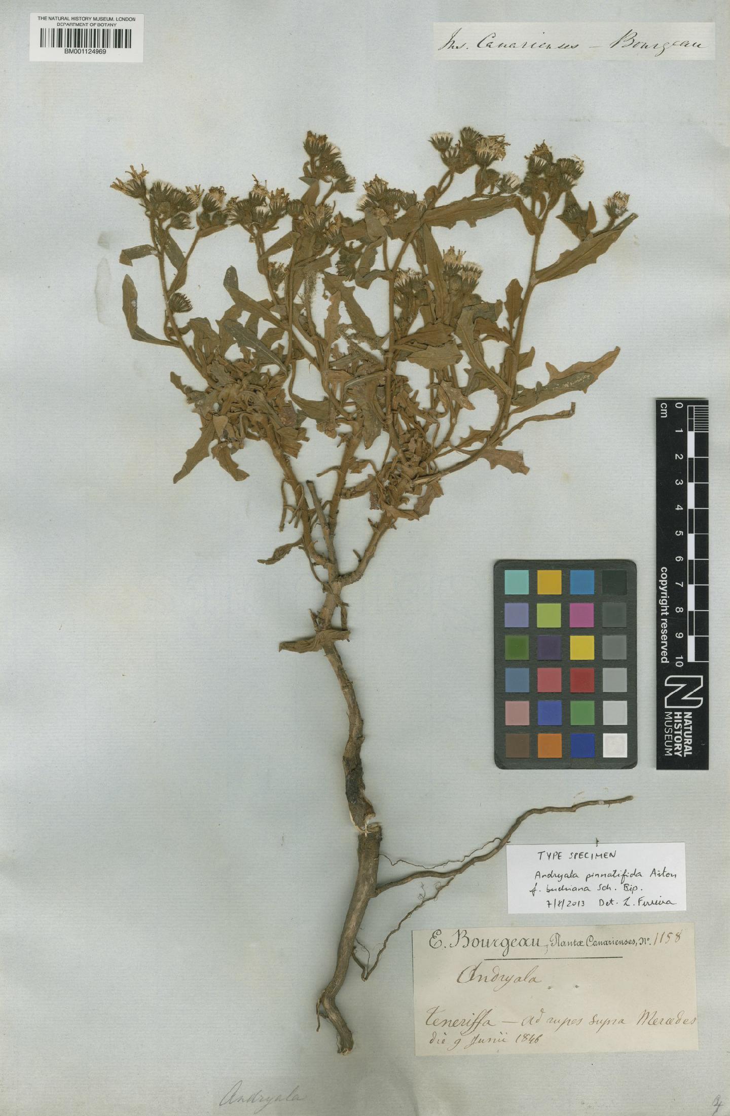 To NHMUK collection (Andryala pinnatifida f. buchiana Sch.Bip.; Type; NHMUK:ecatalogue:2796022)