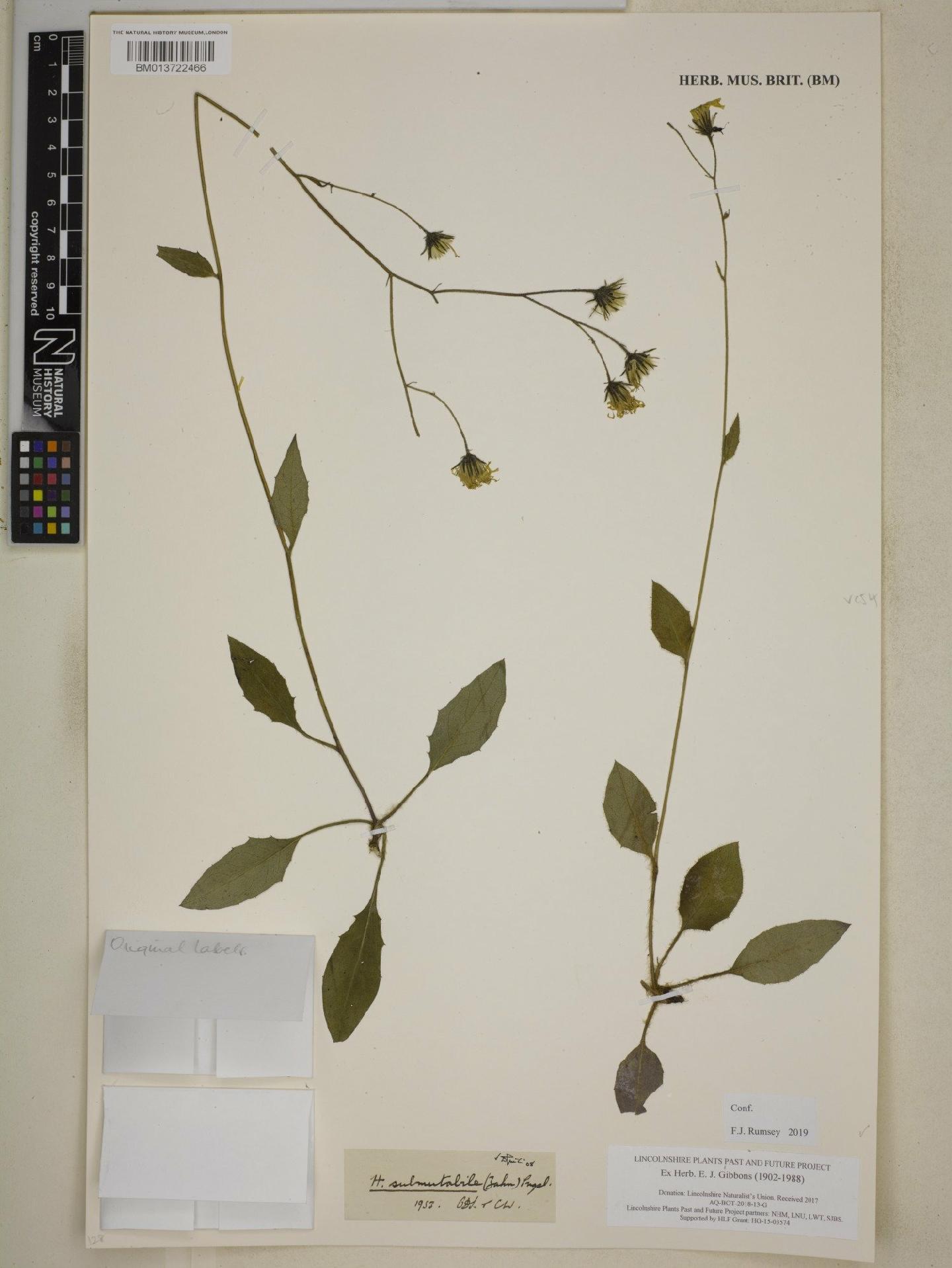 To NHMUK collection (Hieracium submutabile (Zahn) Pugsley; NHMUK:ecatalogue:8859226)