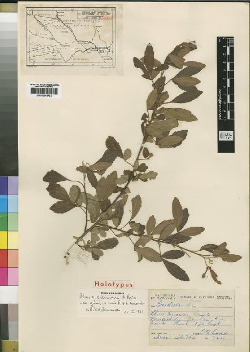 Rhus quartiniana var. zambesiensis R.Fern. & A.Fern. - BM000843734