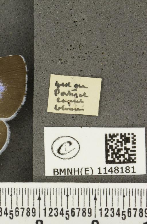 Celastrina argiolus britanna ab. lilacina-suffusa Tutt, 1908 - BMNHE_1148181_a_label_111274