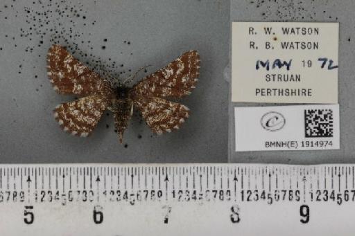 Ematurga atomaria (Linnaeus, 1758) - BMNHE_1914974_487385