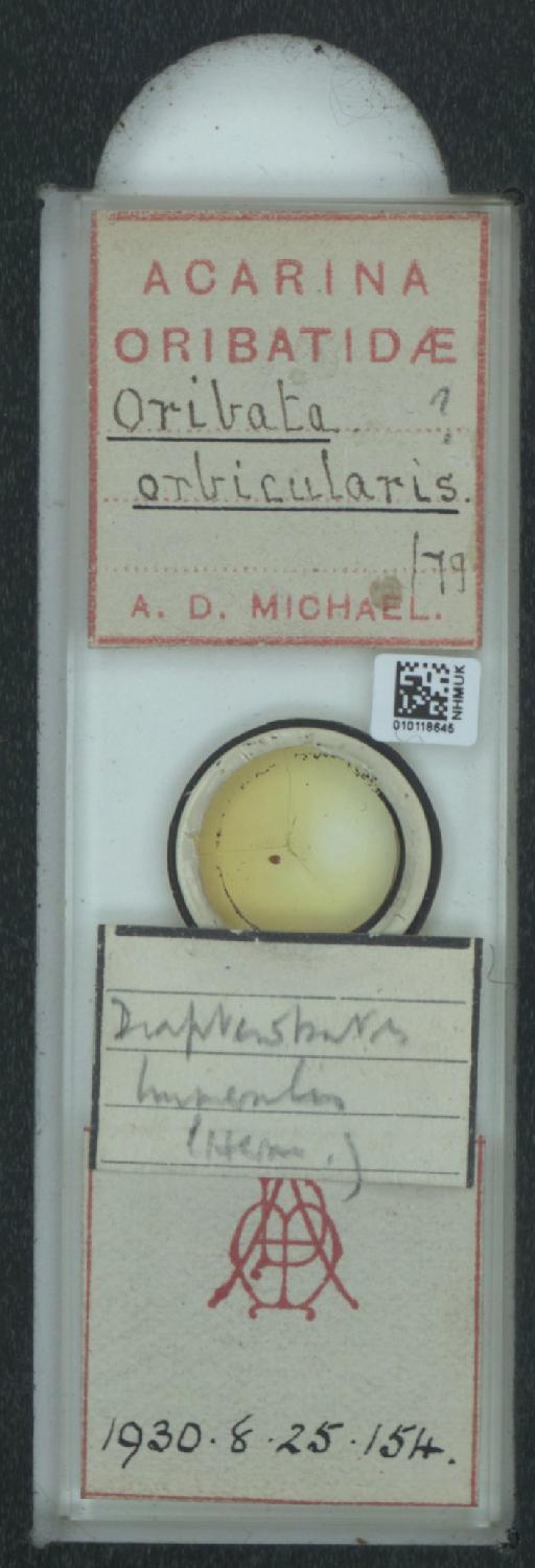 Oribata orbicularis C.L. Koch, 1836 - 010118645_128146_548626